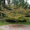 Kousa Dogwood (Japanese Dogwood)