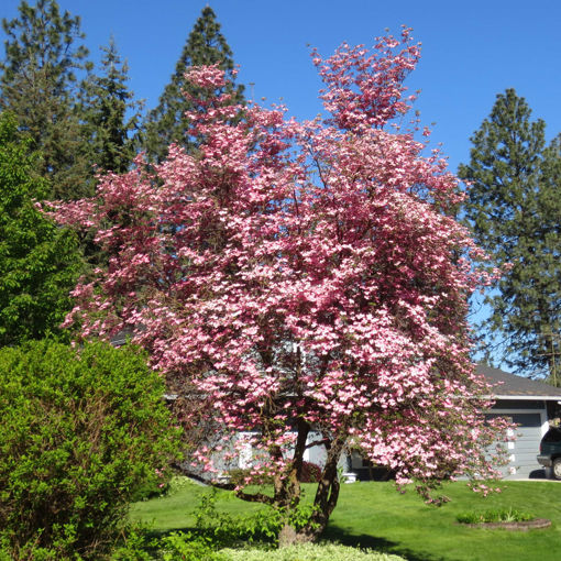 Pink Dogwood - Cornus florida "Rubra"