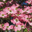 Pink Dogwood