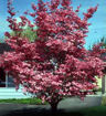 Red Dogwood - Cornus florida 'Rubra'