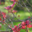 Red Dogwood