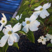 White Dogwood