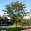 Lacebark Elm - Ulmus parvifolia