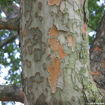 Lacebark Elm