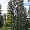 White Fir evergreen