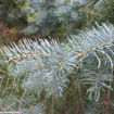 White Fir