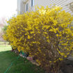 Forsythia bush - Forsythia x intermedia