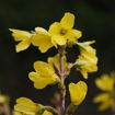 Forsythia - Forsythia x intermedia