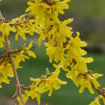 Forsythia - Forsythia x intermedia