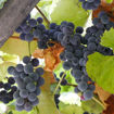 Concord Grape Vine - Vitis labrusca "Concord"