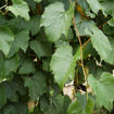 Concord Grape Vine - Vitis labrusca "Concord"