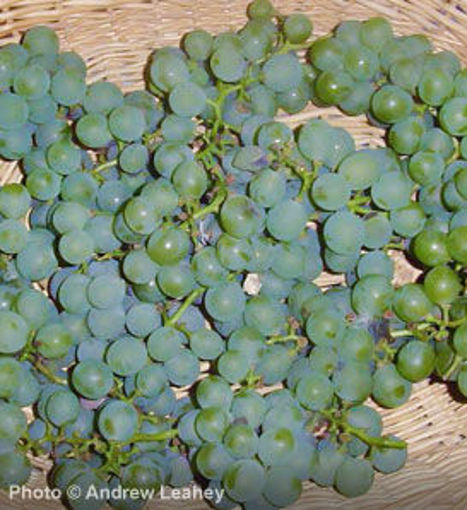 Niagara Grape Vine - Vitis 'Niagara'