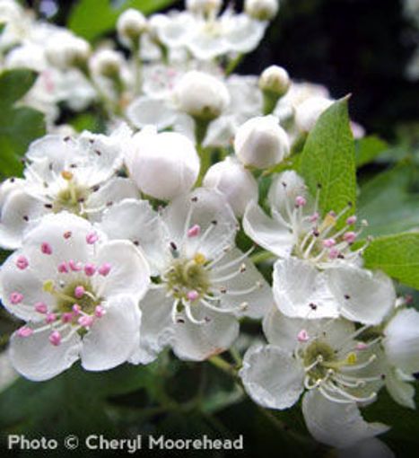 Washington Hawthorn - Crataegus phaenopyrum