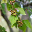 Washington Hawthorn