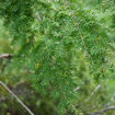 Canadian Hemlock Tsuga canadensis