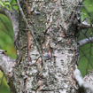 Canadian Hemlock Tsuga canadensis