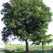 Shellbark Hickory - Carya laciniosa