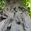 Shellbark Hickory