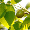 Shellbark Hickory