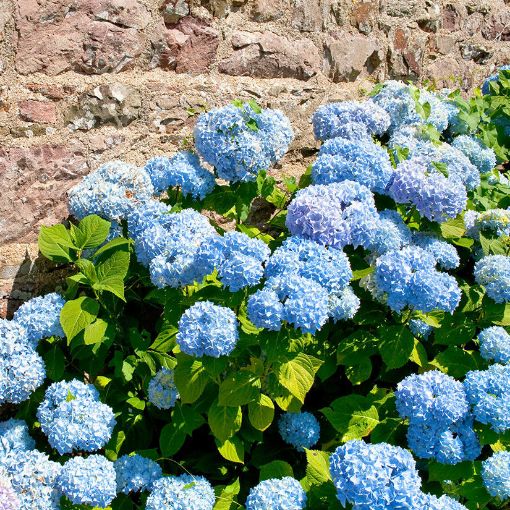 Blue Hydrangea bush  - Hydrangea macrophylla Nikko Blue