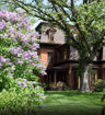 Fragrant Lilac - Syringa vulgaris