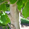 Saucer Magnolia