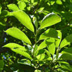 Saucer Magnolia