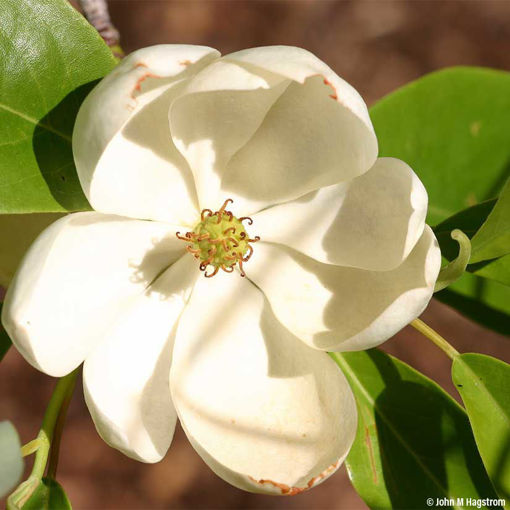 Sweetbay Magnolia shrub - Magnolia virginiana