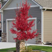 Red Maple - Acer rubrum