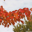 Red Maple