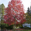 Red Maple