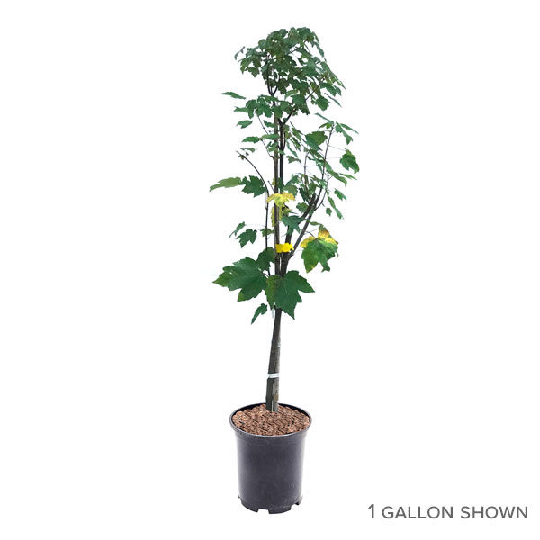 Red Maple Trees for Sale at Arbor Day's Online Tree Nursery. Arbor Day ...