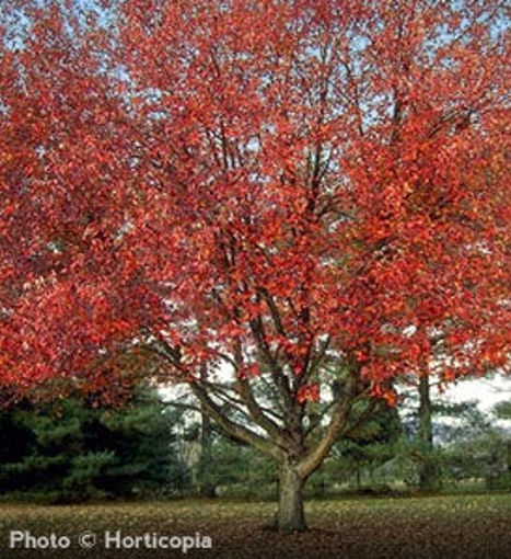 Red Sunset Maple - Acer rubrum "Franksred"