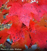 Red Sunset Maple - Acer rubrum "Franksred"