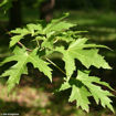 Silver Maple