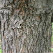 Silver Maple