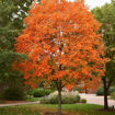 Sugar Maple Trees - Acer saccharum maple tree