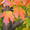 Sugar Maple