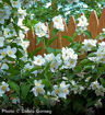 Sweet Mockorange shrub - Philadelphus coronarius