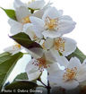 Sweet Mockorange - Philadelphus coronarius