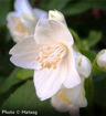 Sweet Mockorange - Philadelphus coronarius