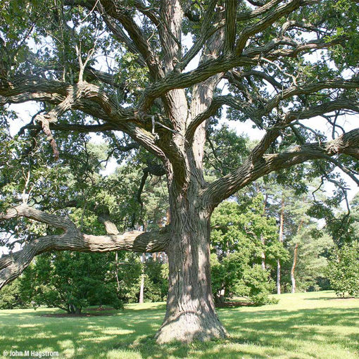 Bur Oak - Quercus macrocarpa