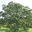 Bur Oak - Quercus macrocarpa