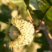 Bur Oak - Quercus macrocarpa