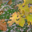 Bur Oak - Quercus macrocarpa