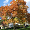 Northern Red Oak