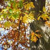 Northern Red Oak