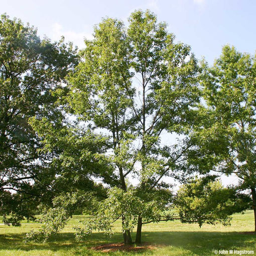 Sawtooth Oak - Quercus acutissima