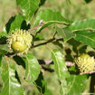 Sawtooth Oak