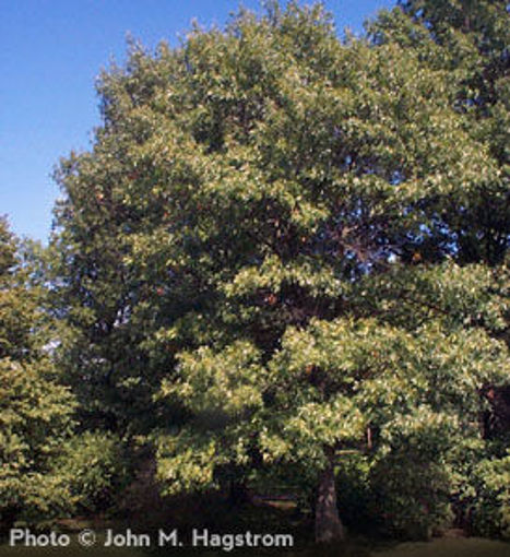 Scarlet Oak - Quercus coccinea